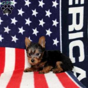 Danny, Yorkie Puppy